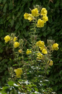 Flowering Common evening primrose (Oenothera biennis)