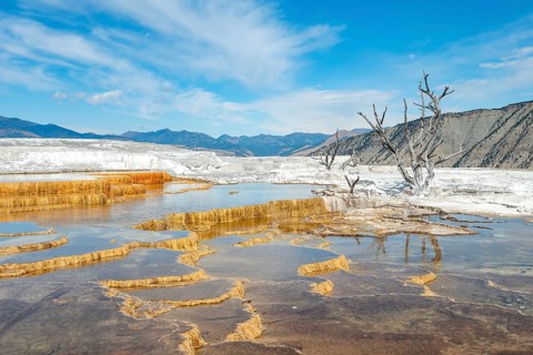 Dead trees on sinter terraces