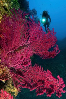 Colour changing Violescent sea-whip (Paramuricea clavata)