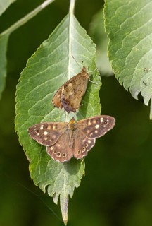 Speckled wood (Pararge aegeria) on elderberry