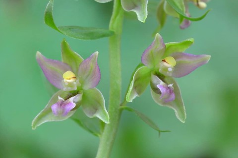 Broad-leaved marsh orchid (Epipactis helleborine) Flowers of an orchid