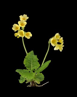 True oxlip (Primula elatior)