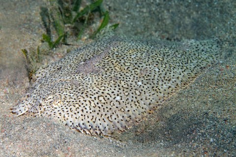 Finless sole (Pardachirus marmoratus) lies in the Sand Gund