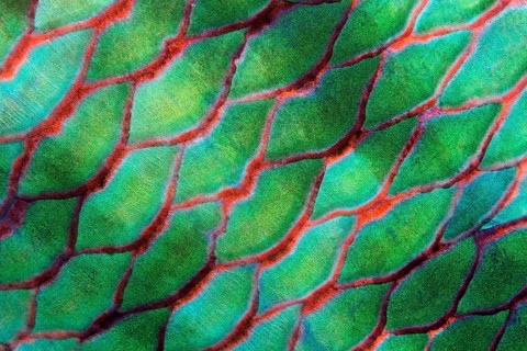 Scales of Parrotfish (Scaridae)