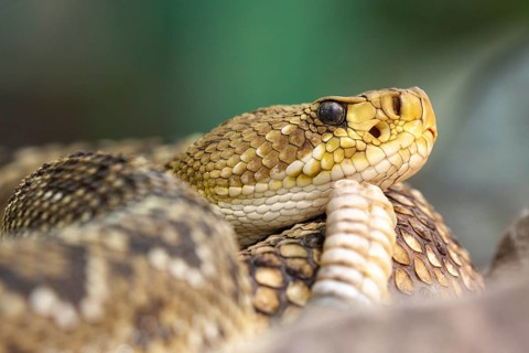 Mexican west coast rattlesnake (Crotalus basiliscus)