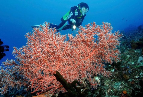 Diver looking at and illuminating orange sea fan (Acanthogorgia)