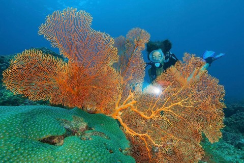 Diver looking at large fan coral (Anella mollis)