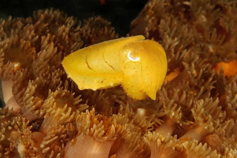 Blunt-thorned Sepia (Sepia bandensis)