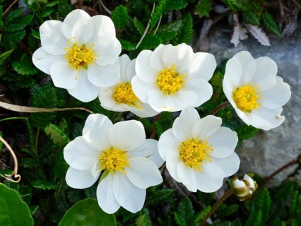 Flowers of the White dryad (Dryas octopetala)
