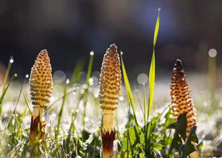 Grass blades with dewdrops and Field horsetail (Equisetum arvense)