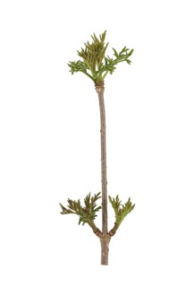 Elder (Sambucus nigra)