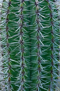 Mexican giant cardon (Pachycereus pringlei)