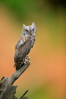 European scops owl (Otus scops)
