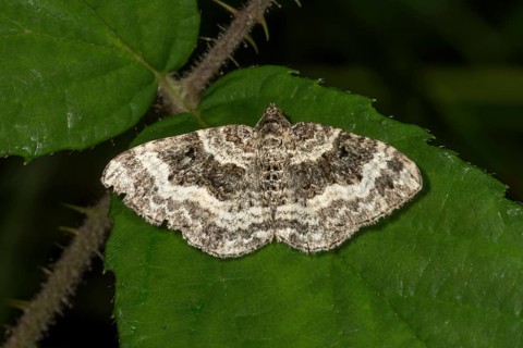 Common carpet (Epirrhoe alternata) on a leaf
