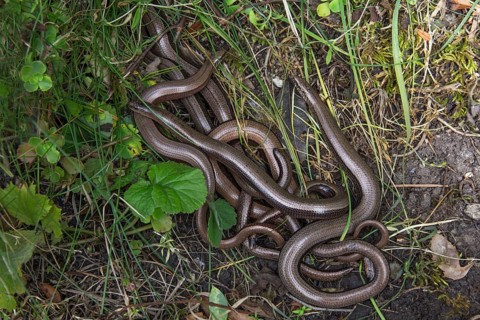 Slow worm (Anguis fragilis) Meeting of several specimens on a grassy slope