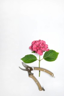 Garden hydrangea