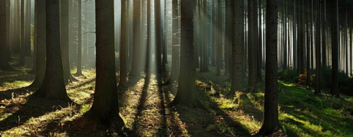 Light-flooded spruce forest with fog in autumn