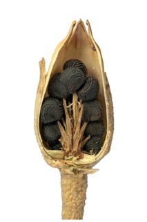 Common corncockle (Agrostemma githago)