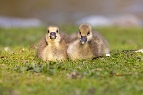 Young Greylag geese (Anser anser) cuddle up to each other
