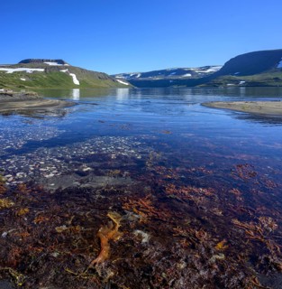 Shell Bay