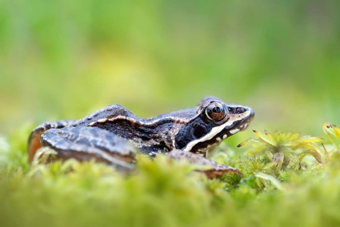 Moor frog (Rana arvalis)
