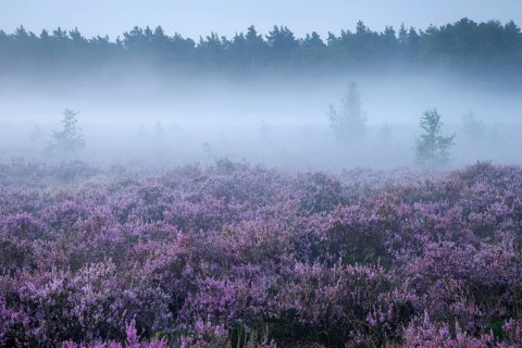 Common Heather (Calluna vulgaris) in the morning mist