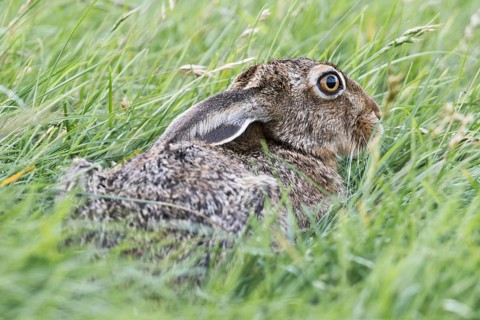 European hare (Lepus europaeus)