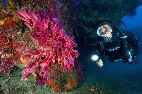 Diver looking at and illuminating Mediterranean cylindrical sponge (Haliclona mediterranea)