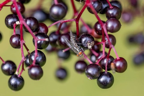 Blow fly (Calliphoridae) on elderberry
