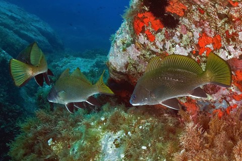 Group of Brown meagre (Sciaena umbra)