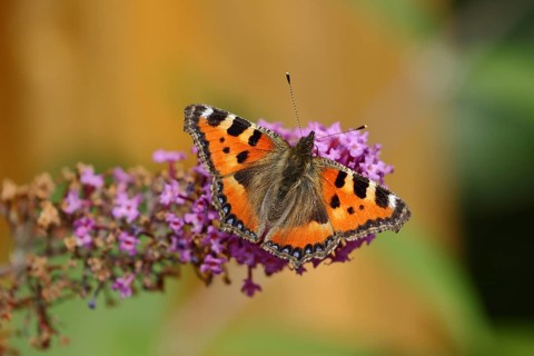 Small tortoiseshell (Aglais urticae)