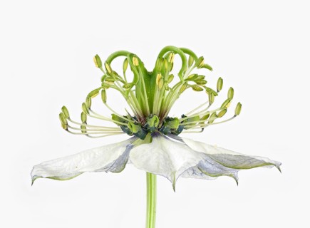 Love in a mist (Nigella damascena)