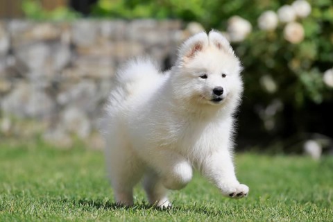 Samoyed Domestic dog (Canis lupus familiaris)
