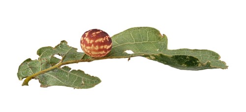 Striped oak gall wasp (Cynips longiventris)