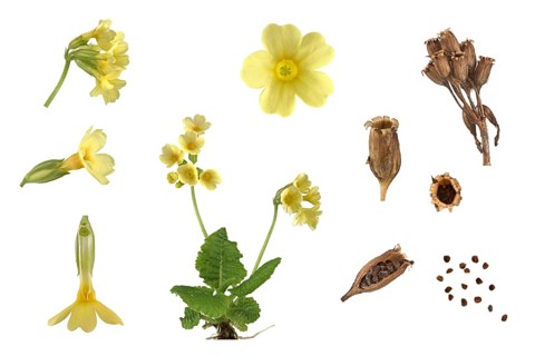 True oxlip (Primula elatior)