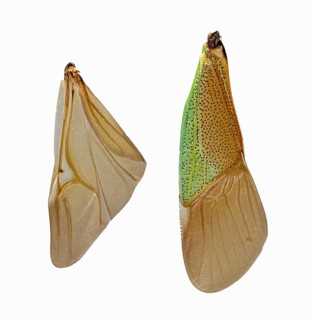 Hawthorn shield bug (Acanthosoma haemorrhoidale)