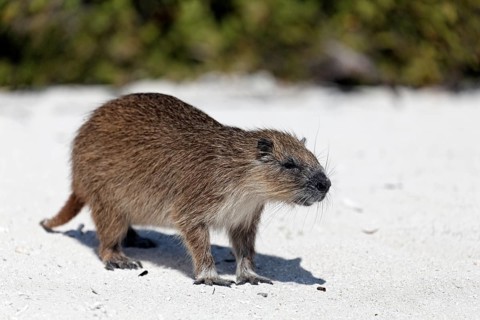 Desmarest's hutia (Capromys pilorides)