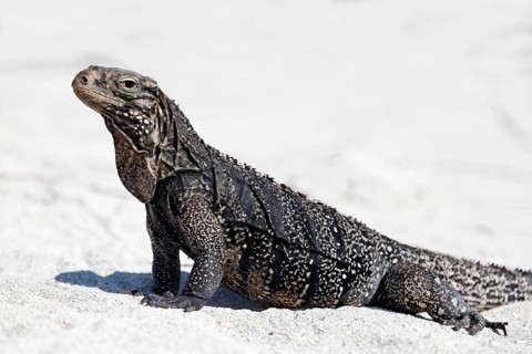Green iguana (Iguana iguana) on the beach of Anclita