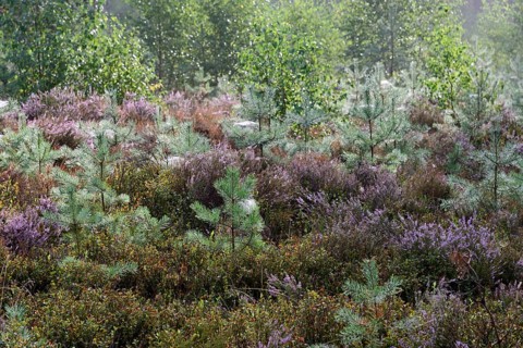 Heathland