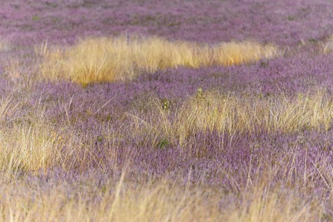 Heathland