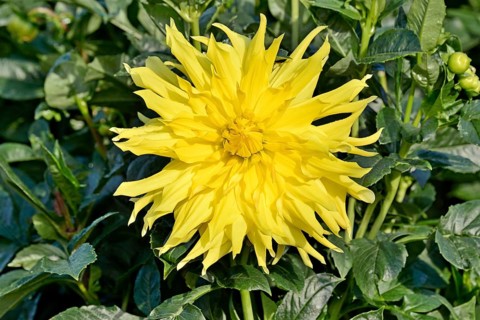 Giant flowering decorative Dahlias (Dahlia)