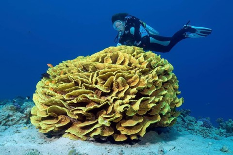 Yellow scroll coral (Turbinaria reniformis)