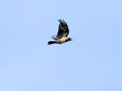 Hooded crow (Corvus cornix)