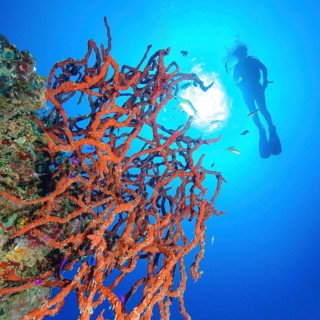 Toxic Finger Sponge (Negombata Magnifica) on steep coral reef