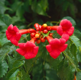 Climbing plant