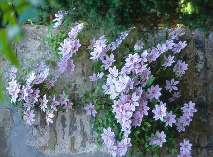 Clematis (Clematis) (Clematis montana) on wall