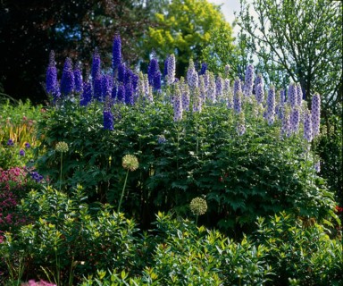 Delphinium (Delphinium hybride)