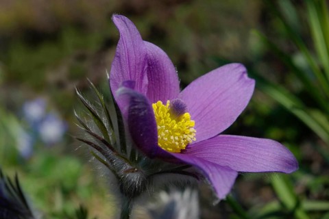 Common pasque flower (Pulsatilla vulgaris) purple