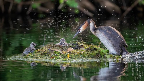 Great crested grebe (Podiceps cristatus) hopping on the nest