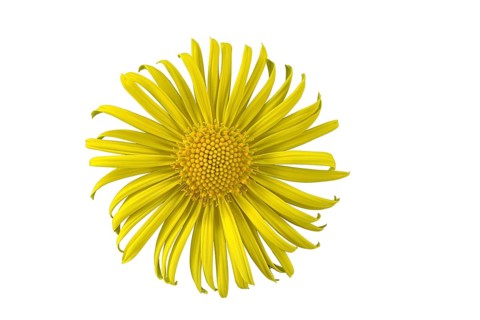 Leopard's Bane (Doronicum orientale)